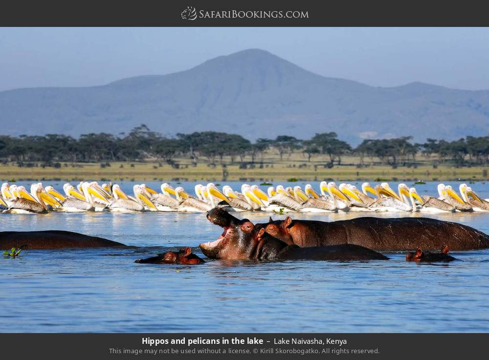 Hippos and pelicans in the lake in Lake Naivasha, Kenya