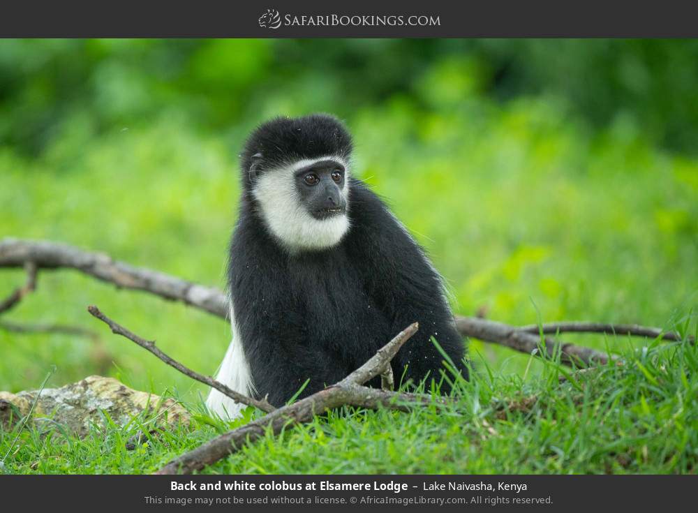 Back and white colobus at Elsamere Lodge in Lake Naivasha, Kenya