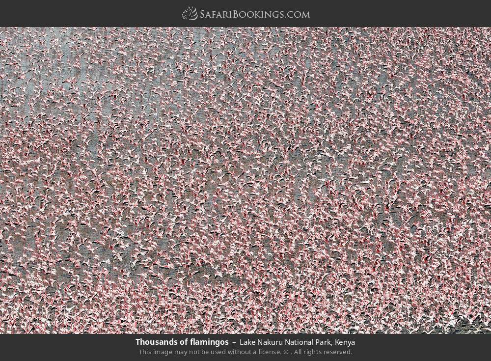 Thousands of flamingos in Lake Nakuru National Park, Kenya