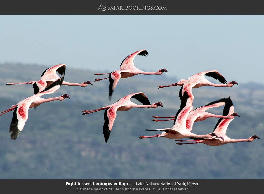 Eight lesser flamingos in flight in Lake Nakuru National Park, Kenya