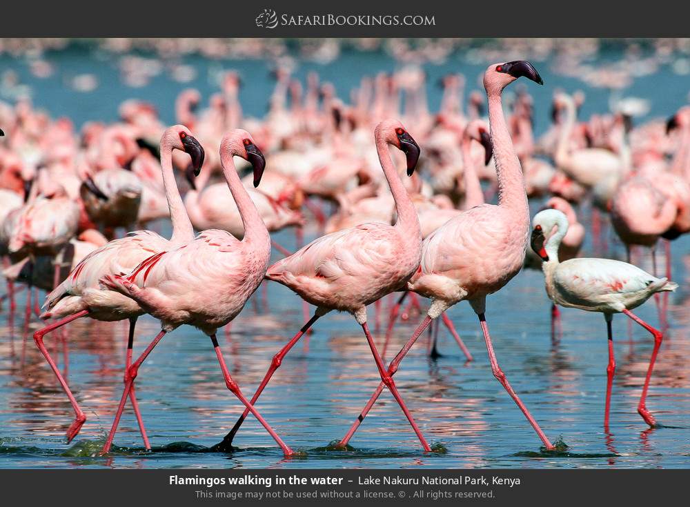 Flamingos walking in the water in Lake Nakuru National Park, Kenya