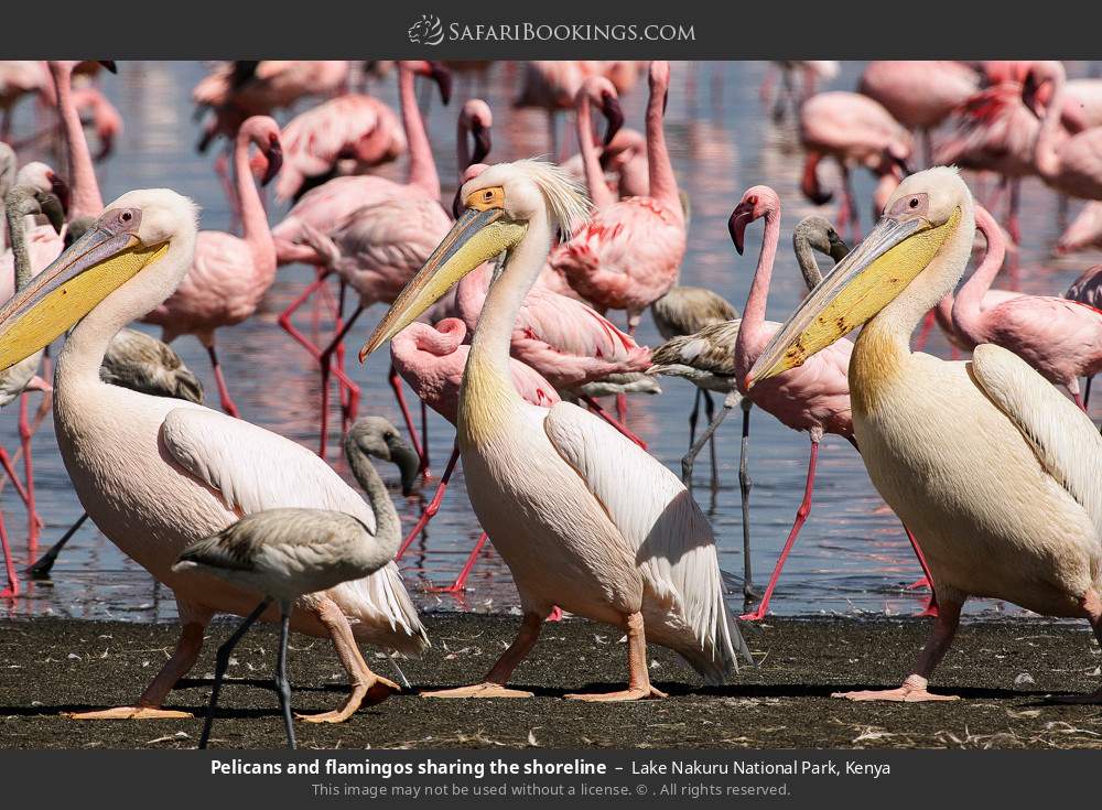 Pelicans and flamingos sharing the shoreline in Lake Nakuru National Park, Kenya