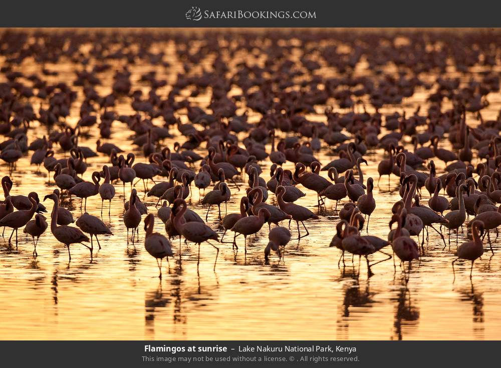 Flamingos at sunrise in Lake Nakuru National Park, Kenya