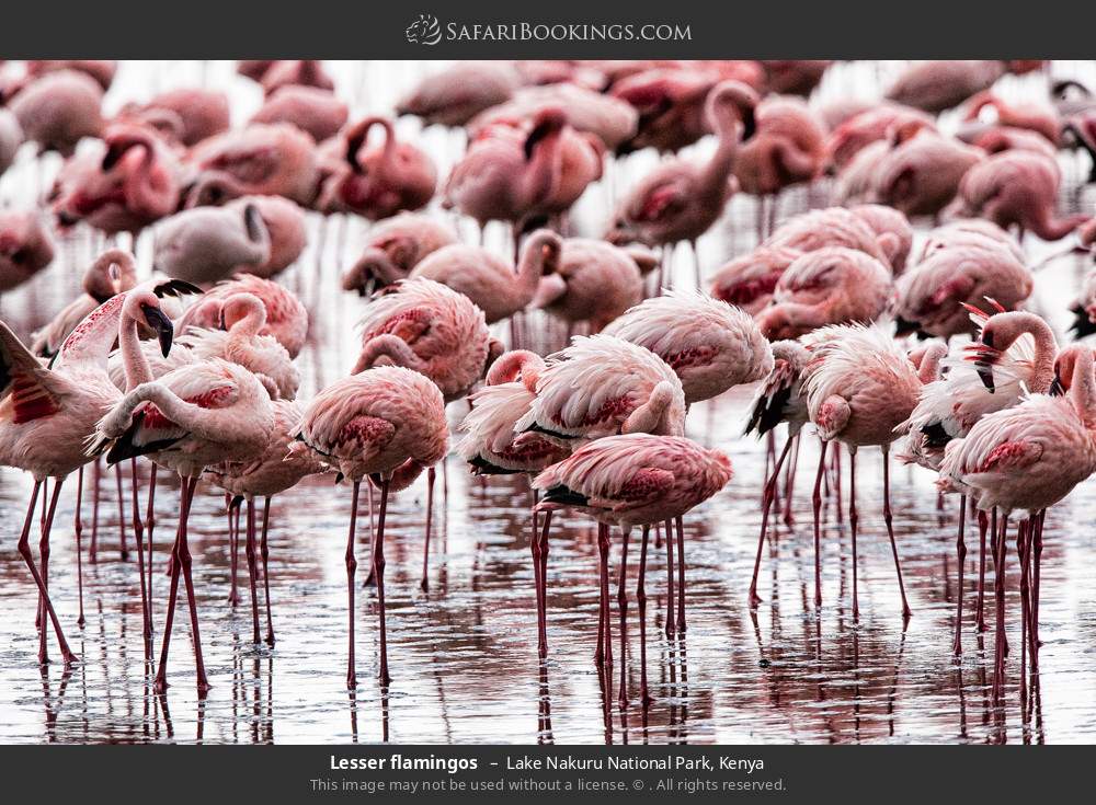 Lesser flamingos  in Lake Nakuru National Park, Kenya