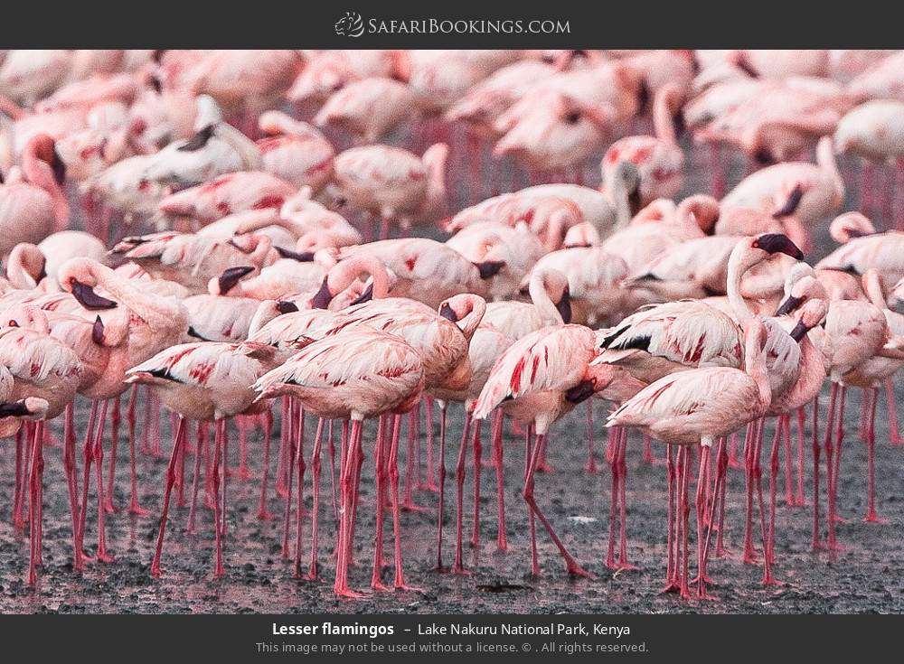 Lesser flamingos in Lake Nakuru National Park, Kenya