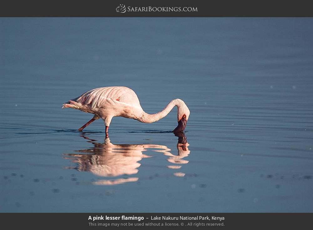 A pink lesser flamingo in Lake Nakuru National Park, Kenya