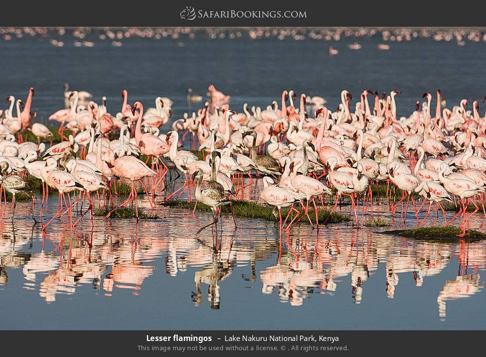 Lesser flamingos in Lake Nakuru National Park, Kenya
