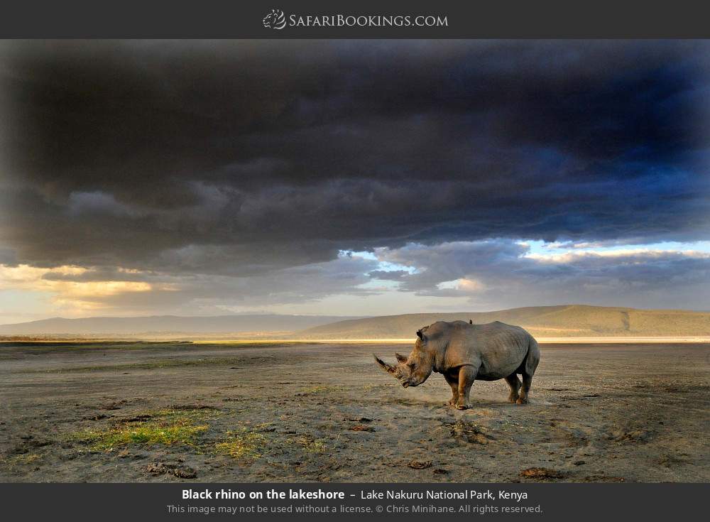 Black rhino on the lakeshore in Lake Nakuru National Park, Kenya