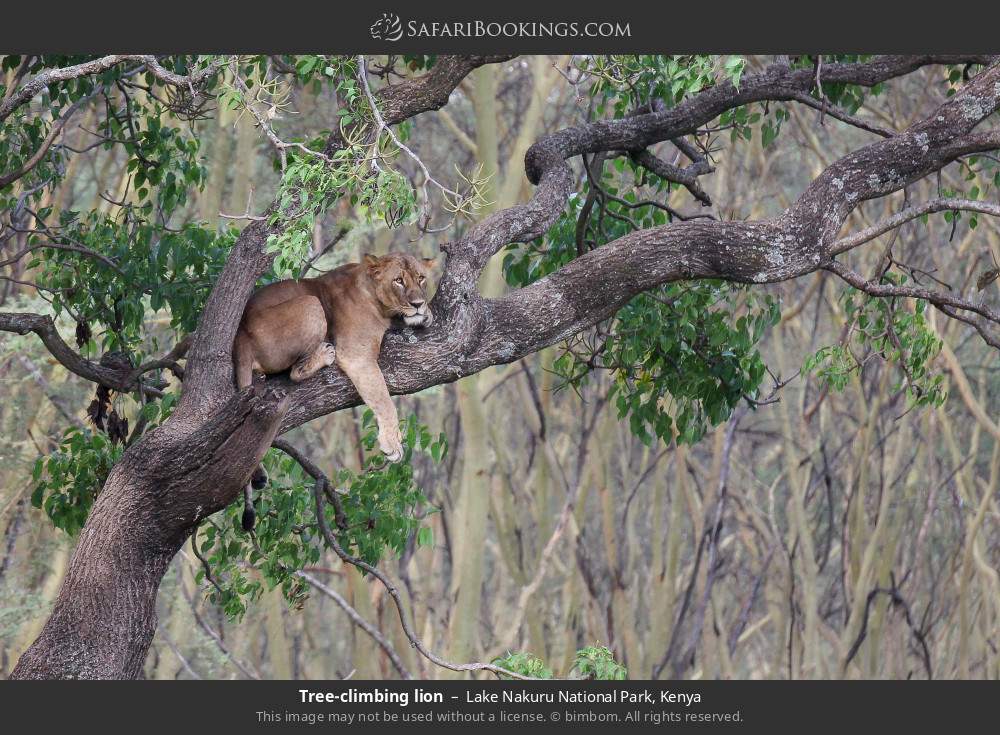 Tree-climbing lion in Lake Nakuru National Park, Kenya