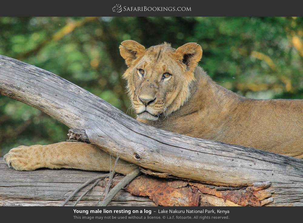 Young male lion resting on a log in Lake Nakuru National Park, Kenya