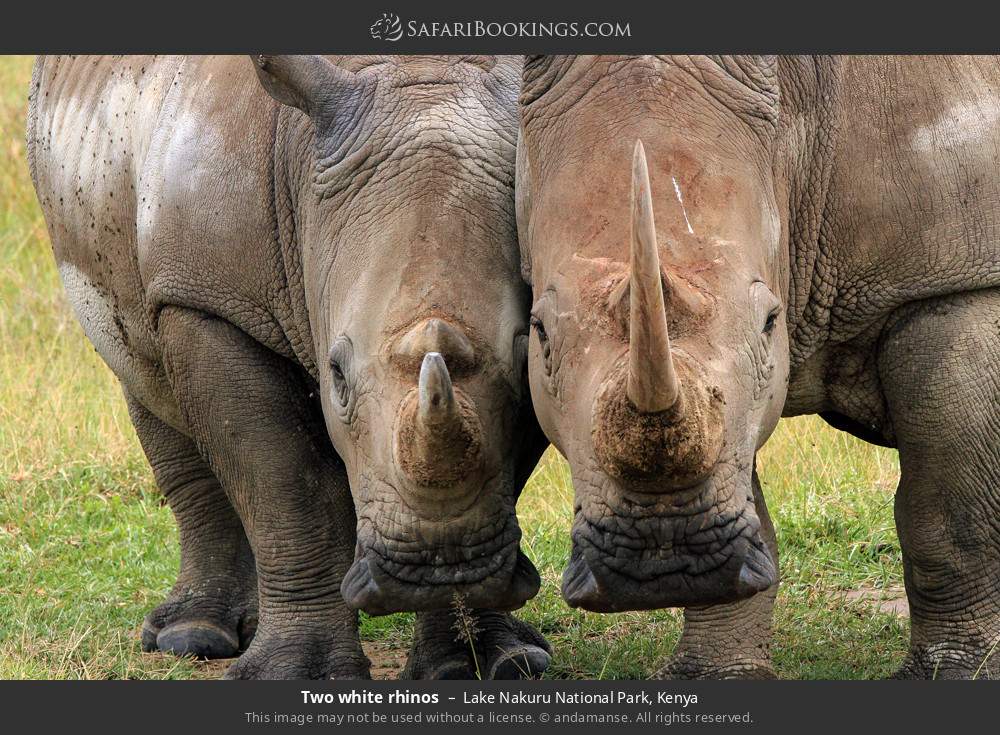 Two white rhinos in Lake Nakuru National Park, Kenya