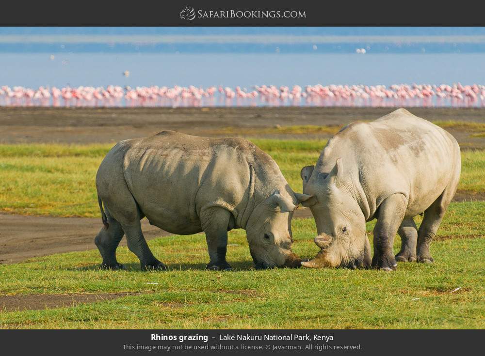 Rhinos grazing in Lake Nakuru National Park, Kenya