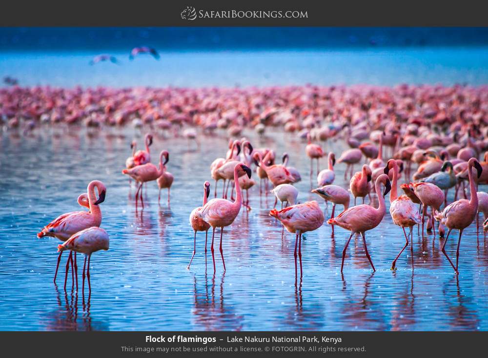 Flock of flamingos in Lake Nakuru National Park, Kenya