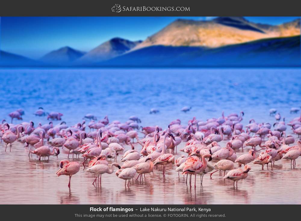 Flock of flamingos in Lake Nakuru National Park, Kenya