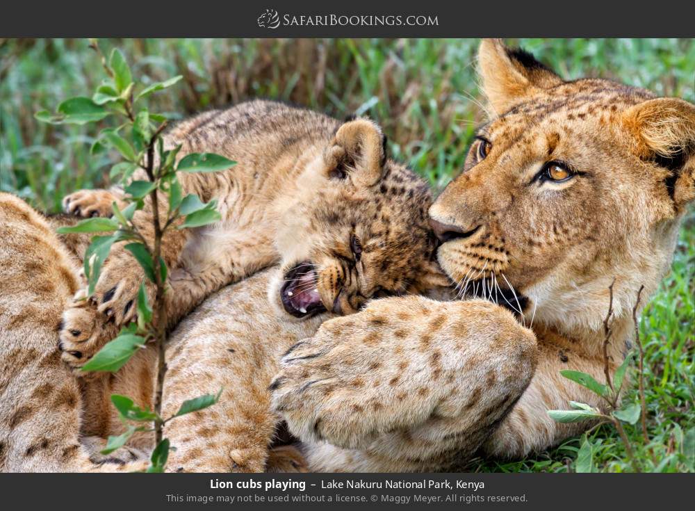 Lion cubs playing in Lake Nakuru National Park, Kenya