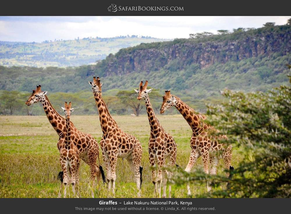 Giraffes in Lake Nakuru National Park, Kenya