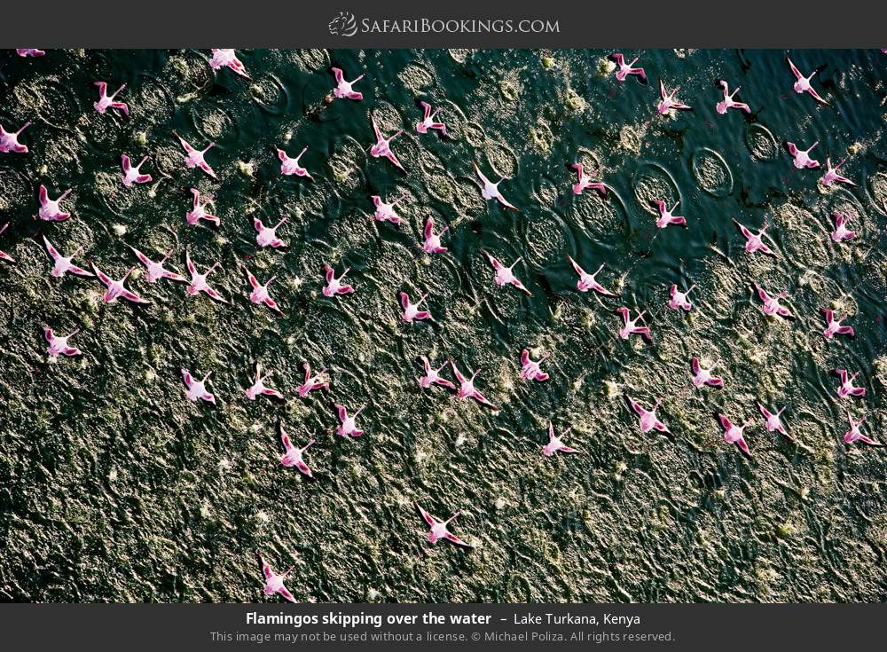 Flamingos skipping over the water in Lake Turkana, Kenya