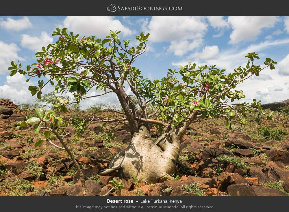 Desert rose in Lake Turkana, Kenya