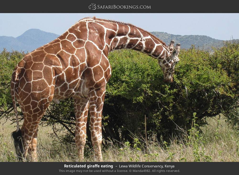 Reticulated giraffe eating in Lewa Wildlife Conservancy, Kenya
