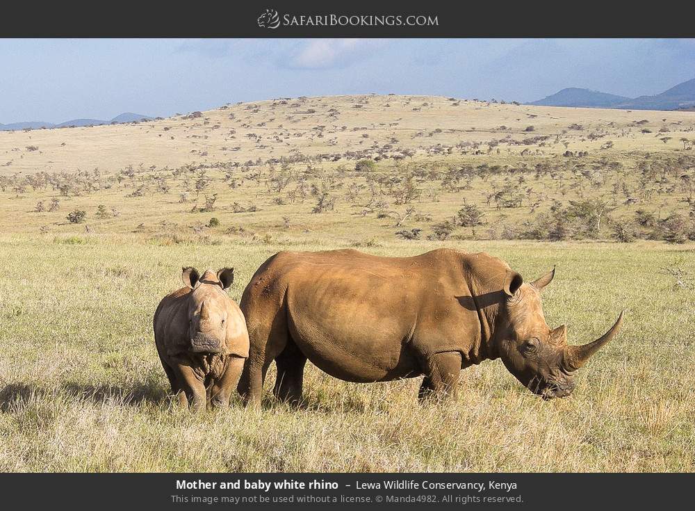 Mother and baby white rhino in Lewa Wildlife Conservancy, Kenya