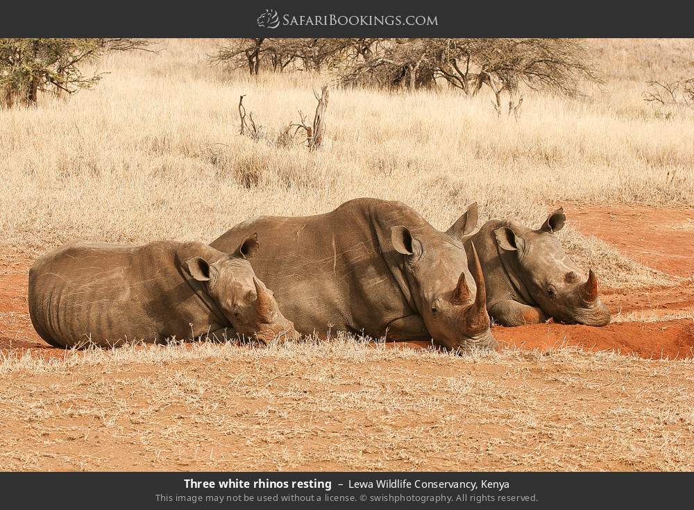 Three white rhinos resting in Lewa Wildlife Conservancy, Kenya