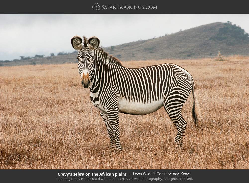Grevy's zebra on the African plains in Lewa Wildlife Conservancy, Kenya