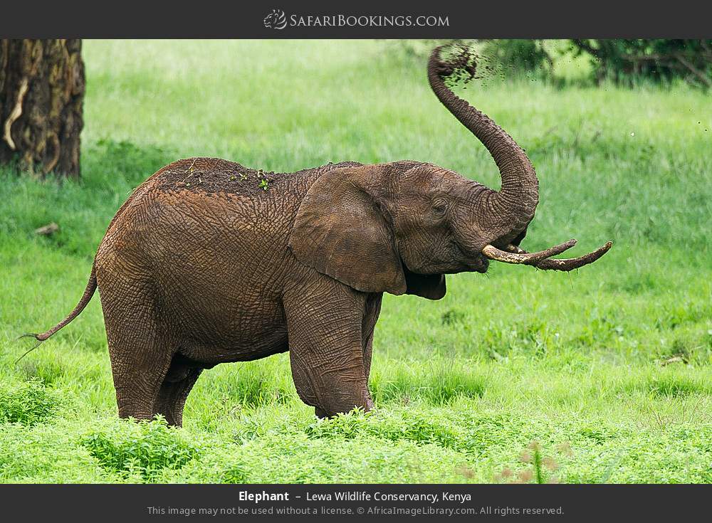 Elephant in Lewa Wildlife Conservancy, Kenya