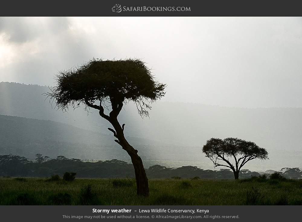 Stormy weather in Lewa Wildlife Conservancy, Kenya