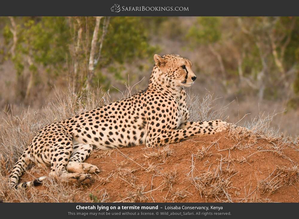 Cheetah lying on a termite mound in Loisaba Conservancy, Kenya