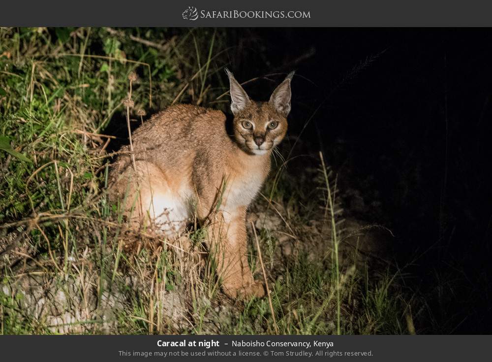 Caracal at night in Naboisho Conservancy, Kenya