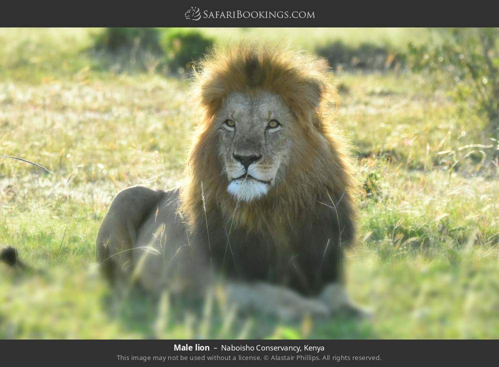 Male lion in Naboisho Conservancy, Kenya