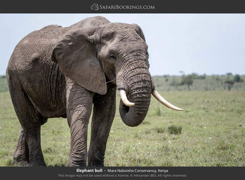 Elephant bull in Mara Naboisho Conservancy, Kenya