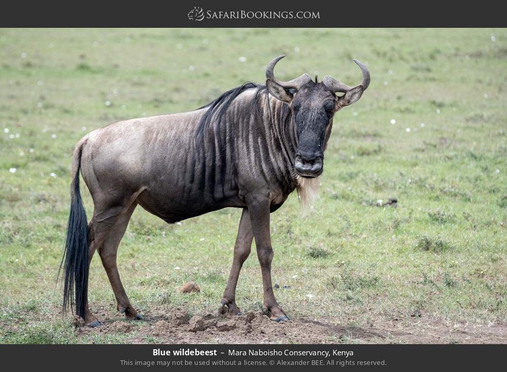 Blue wildebeest in Mara Naboisho Conservancy, Kenya