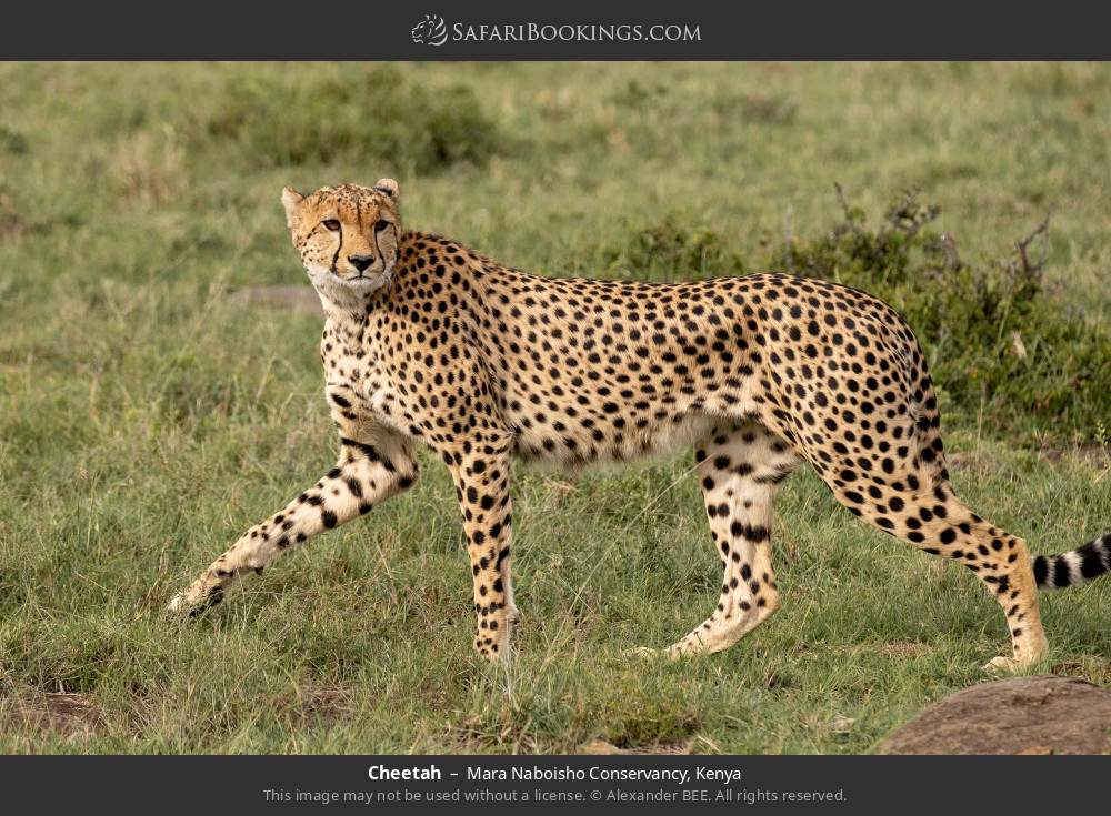 Cheetah in Mara Naboisho Conservancy, Kenya