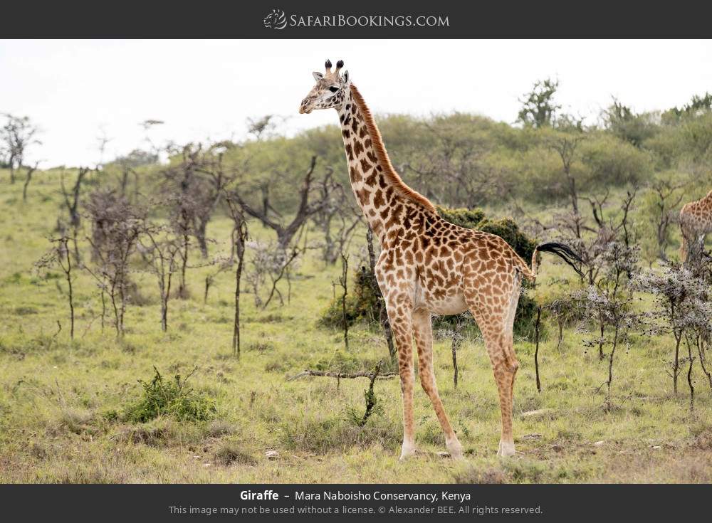 Giraffe in Mara Naboisho Conservancy, Kenya