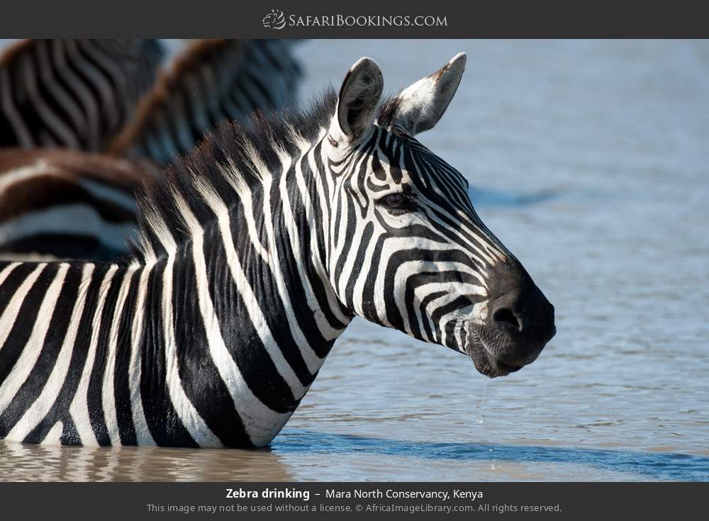 Zebra drinking in Mara North Conservancy, Kenya