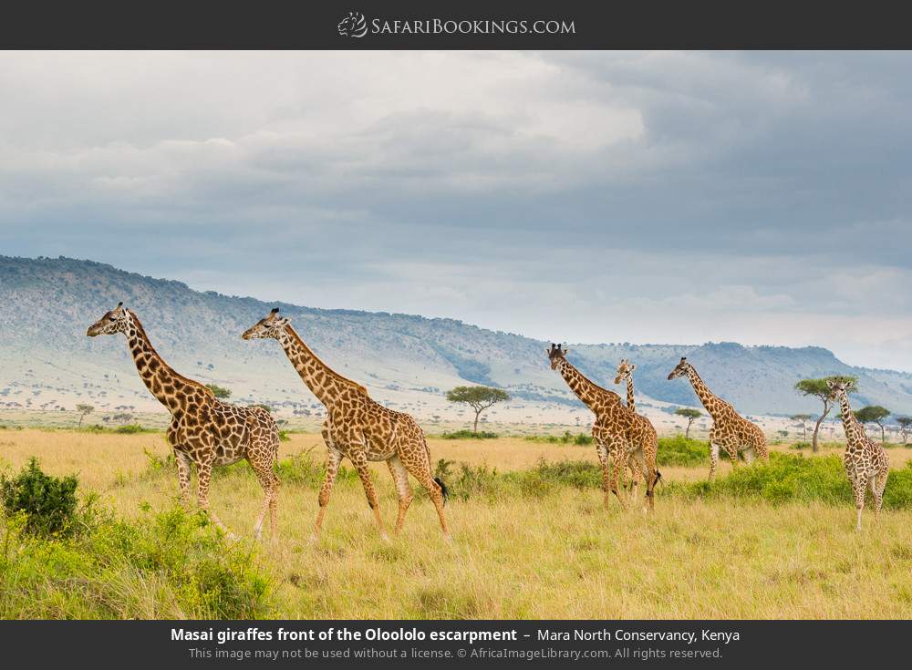 Masai giraffes in front of the Oloololo Escarpment in Mara North Conservancy, Kenya