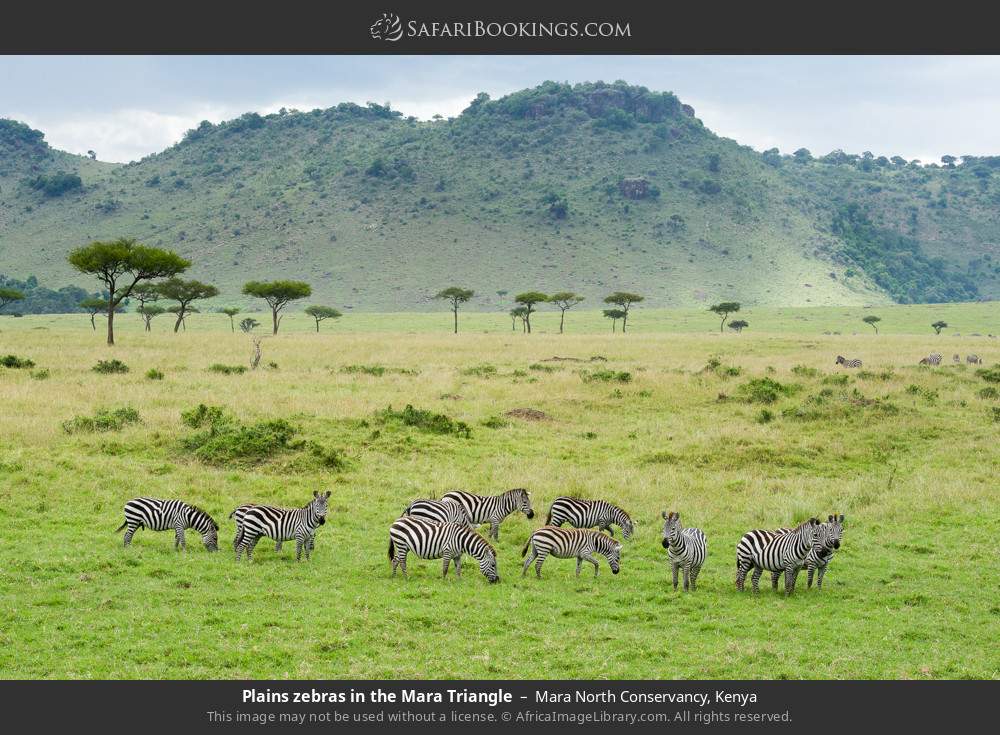 Herd of plains zebras grazing in Mara North Conservancy, Kenya