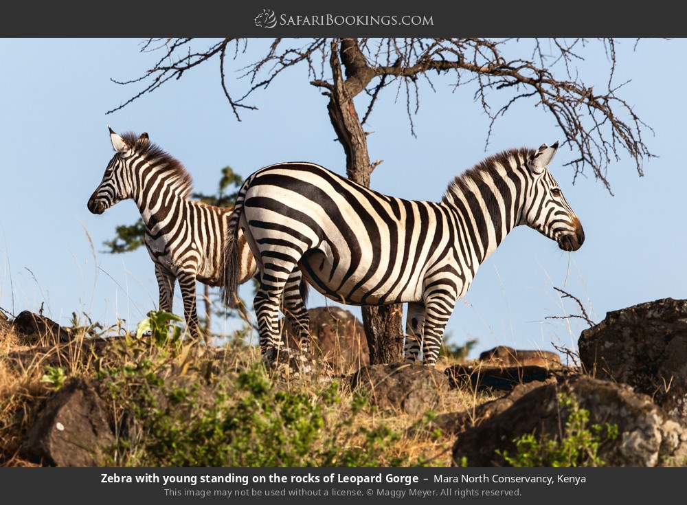 Zebra with young standing on the rocks of Leopard Gorge in Mara North Conservancy, Kenya