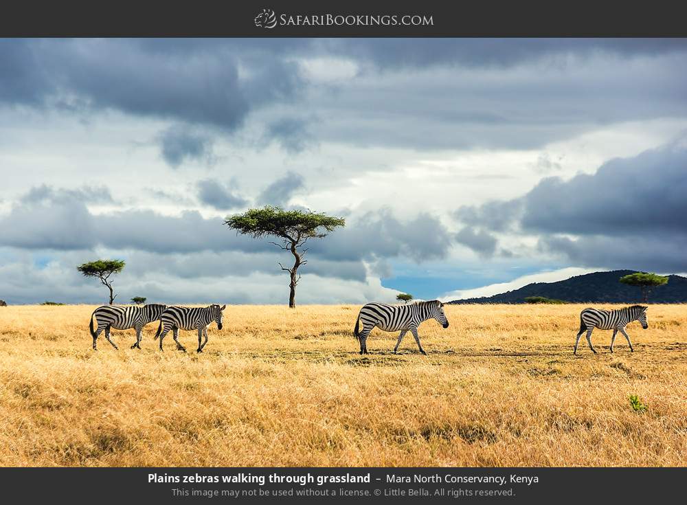 Plains zebras walking through grassland in Mara North Conservancy, Kenya