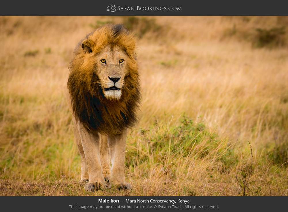 Male lion in Mara North Conservancy, Kenya