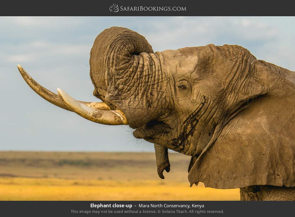 Close-up of elephant  in Mara North Conservancy, Kenya