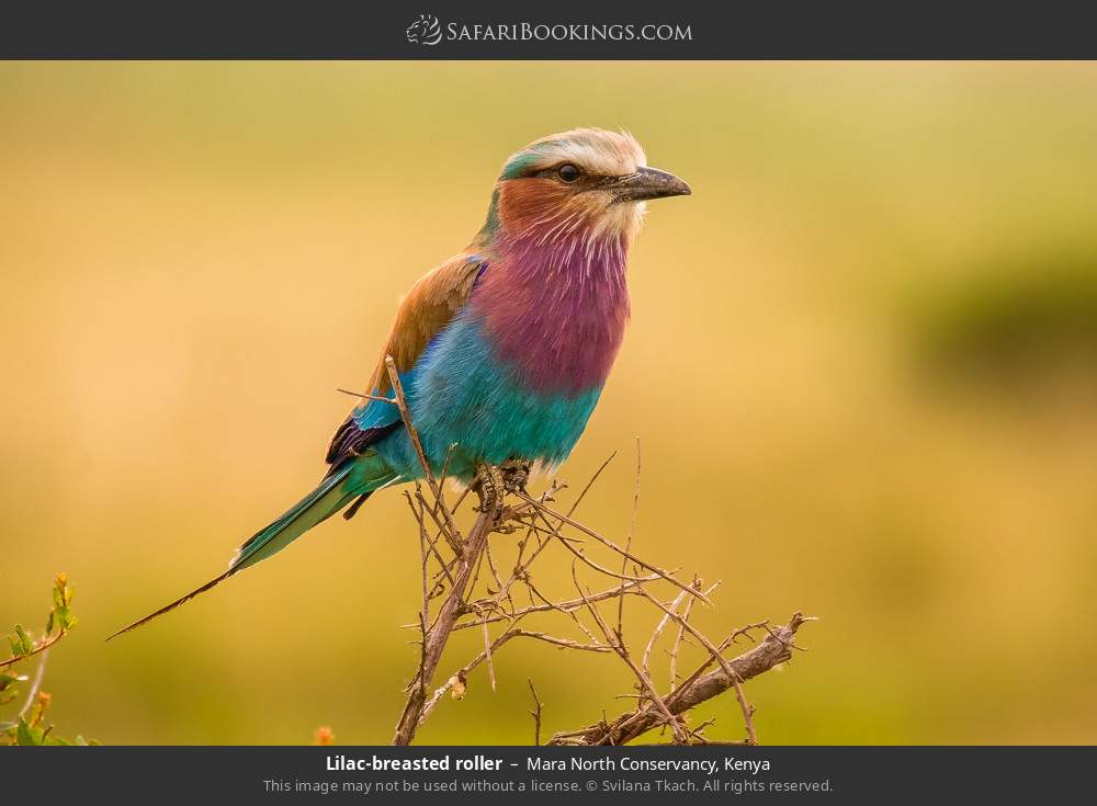 Lilac-breasted roller in Mara North Conservancy, Kenya