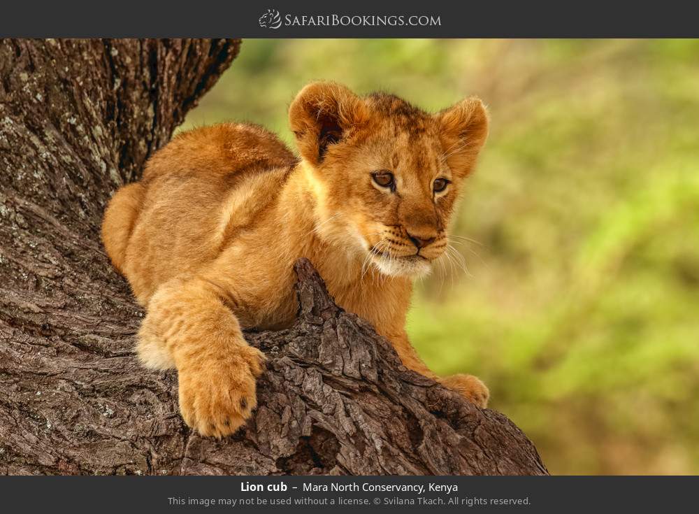 Lion cub in Mara North Conservancy, Kenya