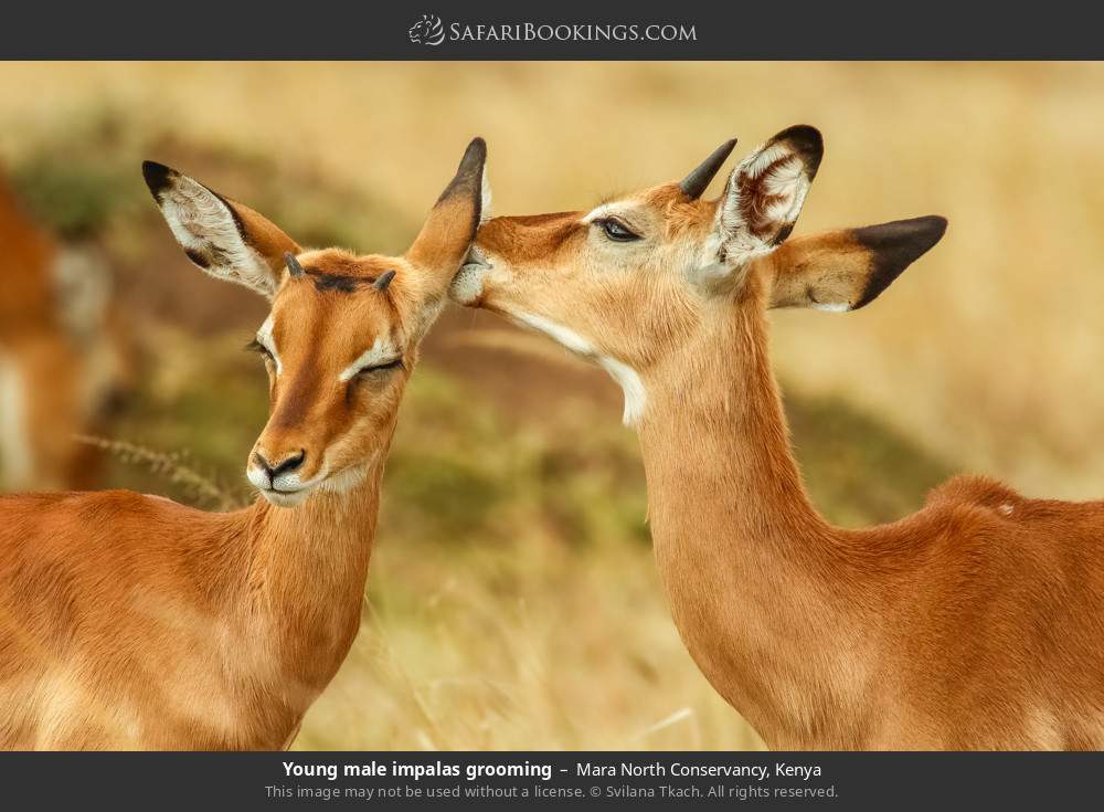 Young male impalas grooming in Mara North Conservancy, Kenya