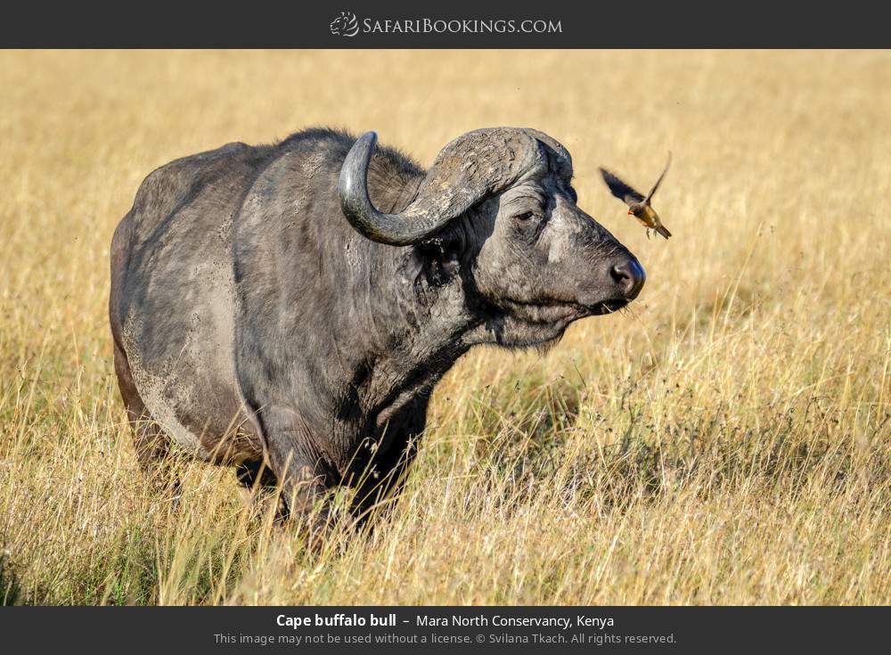Cape buffalo bull in Mara North Conservancy, Kenya