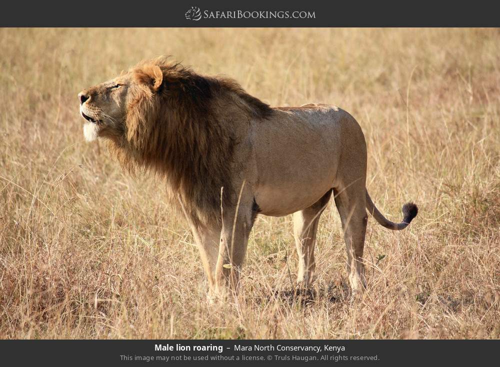 Male lion roaring in Mara North Conservancy, Kenya