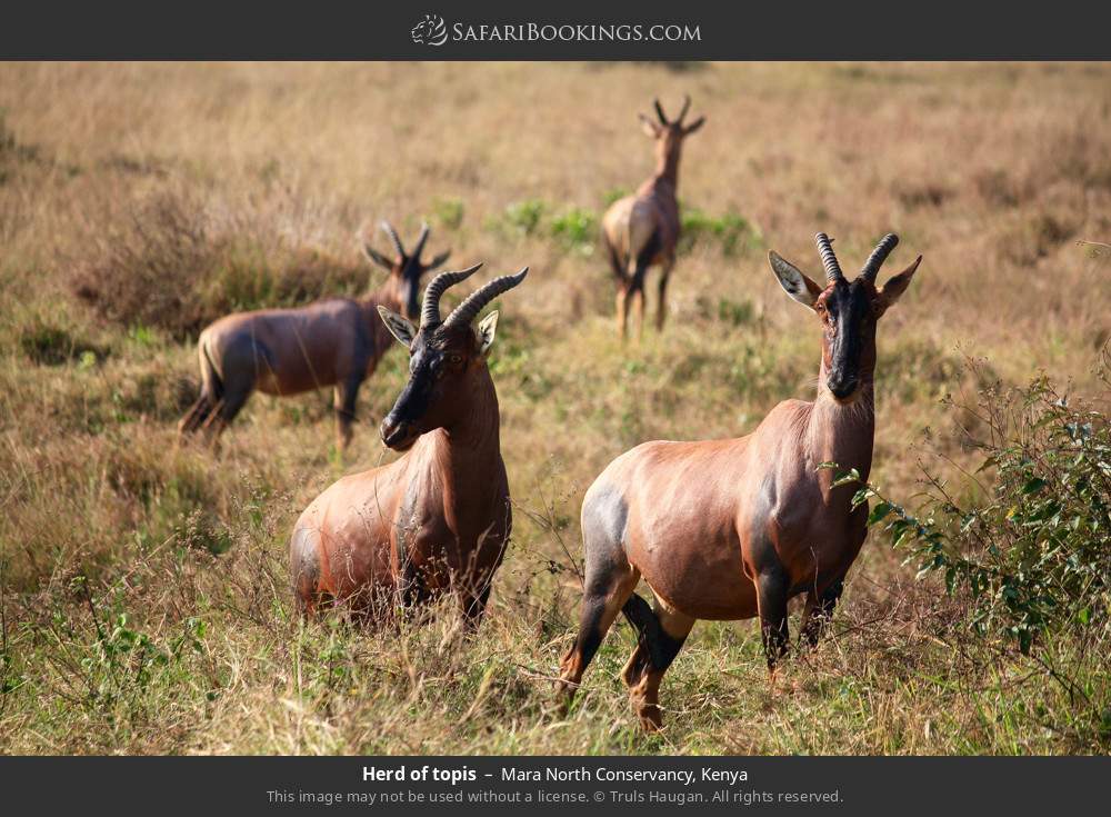Herd of topi in Mara North Conservancy, Kenya