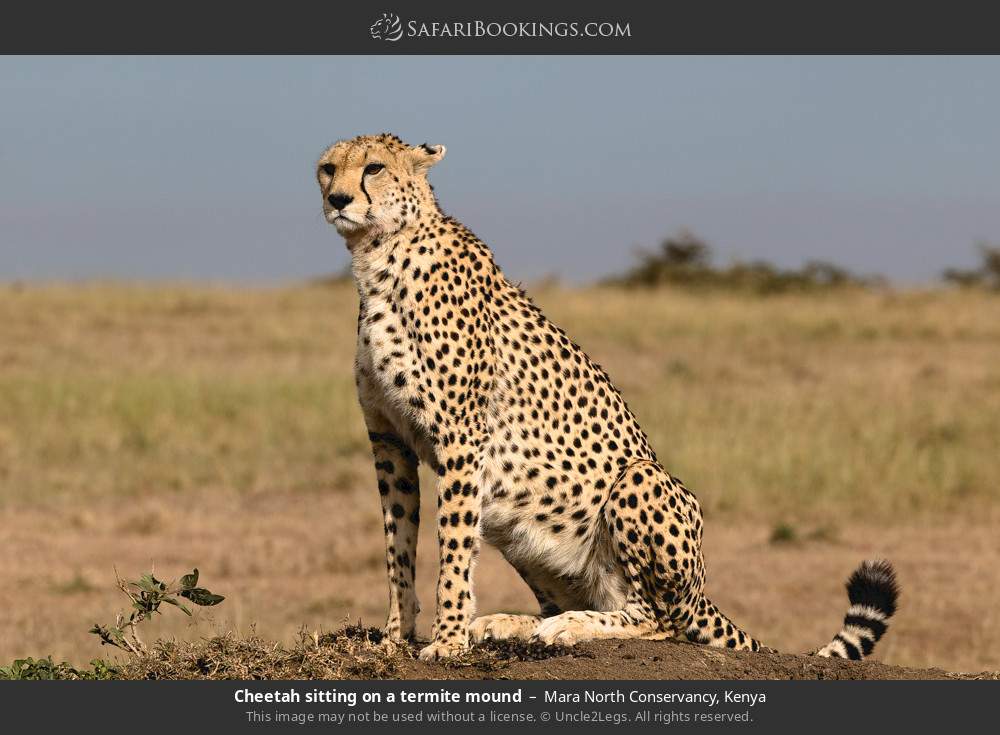 Cheetah sitting on a termite mound in Mara North Conservancy, Kenya