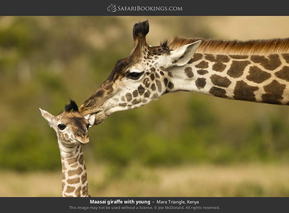 Masai giraffe with young in Mara Triangle, Kenya